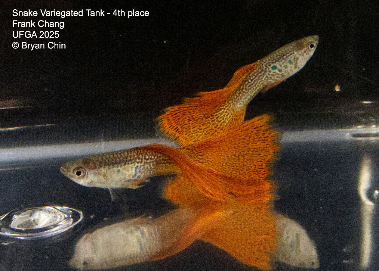 Guppy Variegated Snakeskin